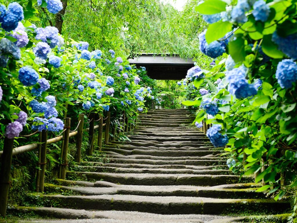 鎌倉明月院の紫陽花21開花状況や見頃はいつまで 混雑時の待ち時間やアクセス状況 はっこう風味