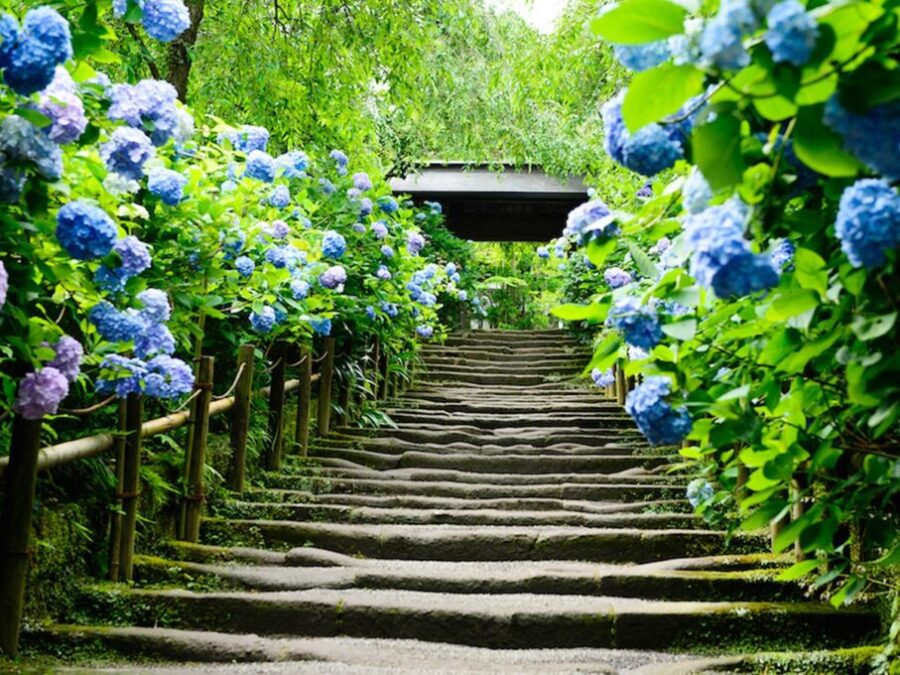 鎌倉明月院の紫陽花2021開花状況や見頃はいつまで? 混雑時の待ち時間やアクセス状況
